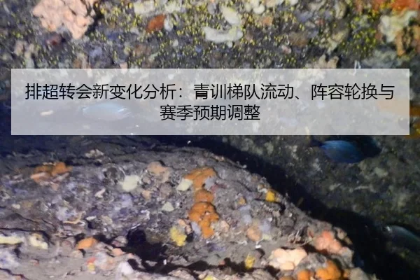 pai-chao-zhuan-hui-xin-bian-hua-fen-xi-qing-xun-ti-dui-liu-dong-zhen-rong-lun-huan-yu-sai-ji-yu-qi-tiao-zheng-1-593.jpg